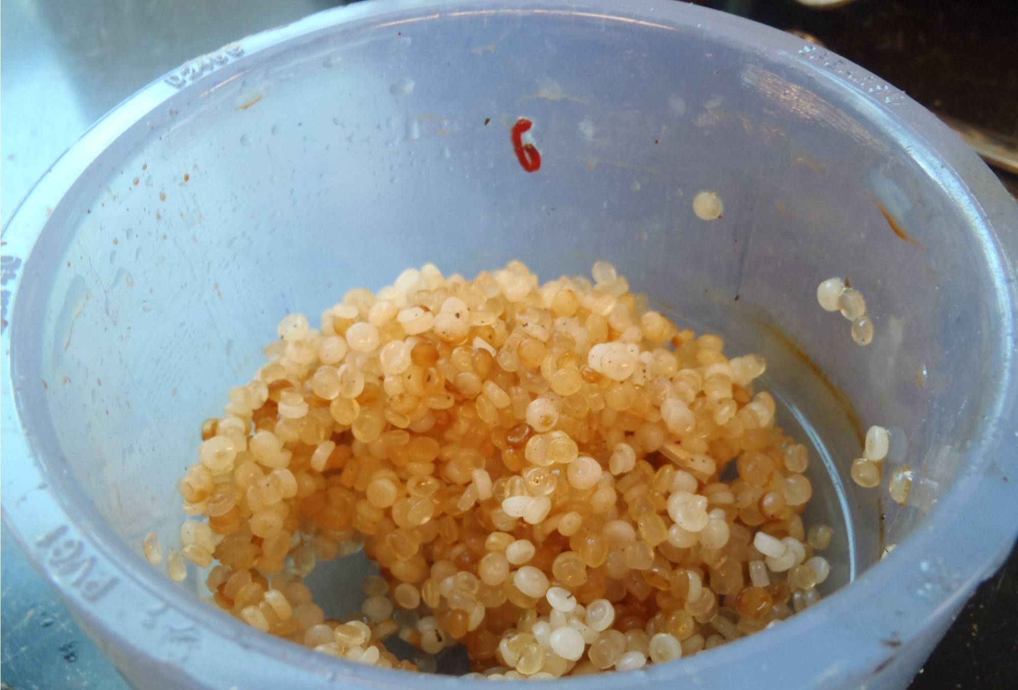 Close-up view of microplastic pellets and biofilm after 1 month of Muskegon Lake incubation.